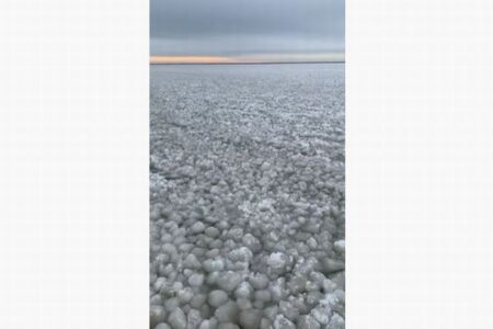 カナダの湖で珍しい現象、岸辺が無数のボール状の氷に覆われる