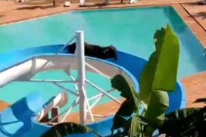 屠殺される予定の牛が脱走、近所のプールにある滑り台に登ってしまう