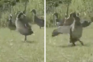 M・ジャクソンばりにムーンウォークする？カモの編集動画が面白い