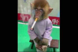 禁煙キャンペーンのためにタバコを吸うサルが可哀想【中国】