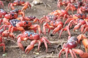 何百万ものカニが今年も大移動、潰さないよう道路閉鎖に【オーストラリア】