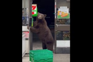 セブン-イレブンにクマ来店、店員は恐怖で半泣き【アメリカ】