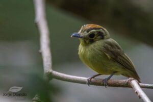 気候変動の影響か？アマゾンの鳥が小型化、翼も長く変化していた