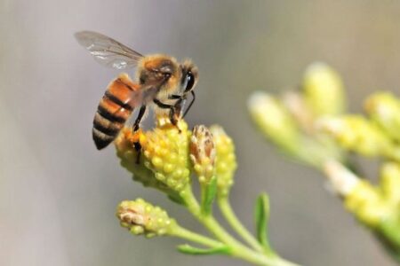 ミツバチが叫び声を上げる？スズメバチの襲来時に、高音を発することが明らかに