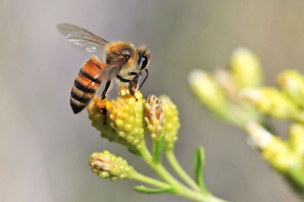 ミツバチが叫び声を上げる？スズメバチの襲来時に、高音を発することが明らかに