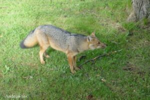 犬だと思っていたペットがキツネだった！家畜を殺し、現在も逃走中【ペルー】