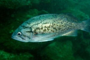 寿命が200年に及ぶメバルの仲間、原因となる遺伝子変異を特定