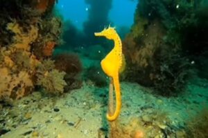 新年の開運祈願！金のタツノオトシゴのポールダンスが神秘的