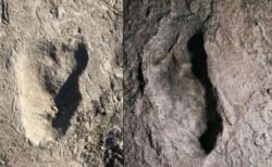 タンザニアで発見された謎の足跡、二足歩行の初期人類のものであると判明