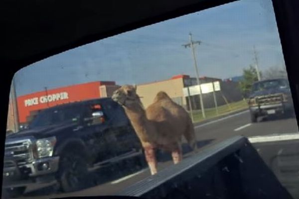 車内にいた人もびっくり！米のハイウェイに突然ラクダが現れる！