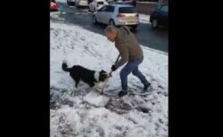 雪かきをする飼い主のシャベルをくわえ、持ち去るワンコの動画が楽しい