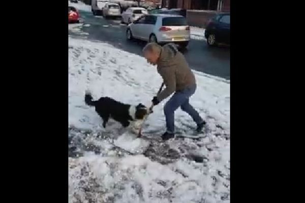 雪かきをする飼い主のシャベルをくわえ、持ち去るワンコの動画が楽しい