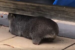 ウォンバットの赤ちゃん、かゆい背中を掻ける絶好の場所を見つける