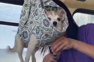 これはいいかも！ハンモックに揺られて爪を切られるワンコがかわいい