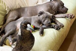 鳥とワンコの仲良し異色コンビ、もう1匹の子犬が加わりトリオへ