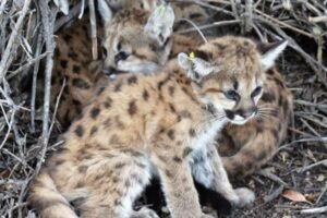 米でマウンテンライオンの赤ちゃんを発見、母親が現れず保護される