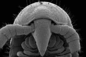 豪で1300本以上の足を持った新種のヤスデを発見、2倍近くも記録を塗り替える