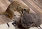 珍しい仲良しコンビ、ミーアキャットがネコの背中をマッサージ