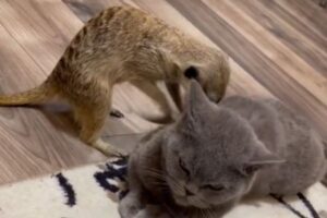 珍しい仲良しコンビ、ミーアキャットがネコの背中をマッサージ