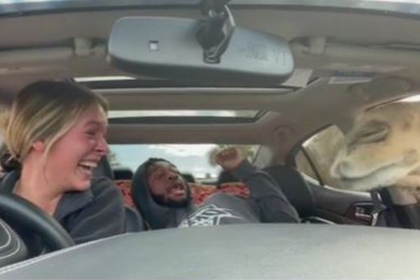 エサを求めて車内に鼻を突っ込むラクダに、ミュージシャンが悲鳴【動画】