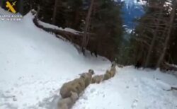 スペインの雪山で9日間も消息不明だった羊たちが生きていた！