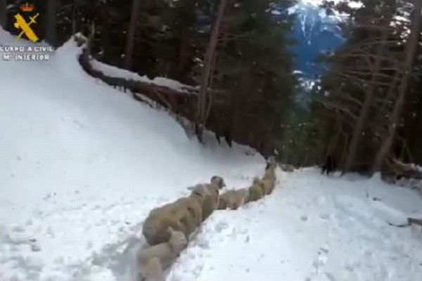 スペインの雪山で9日間も消息不明だった羊たちが生きていた！