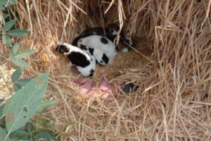 寒い夜に犬たちが暖めたのか?捨てられた裸の赤ちゃんを保護【インド】