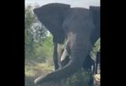 南アフリカで繁殖期のオスのゾウがトラックに突進、撮影された映像が強烈