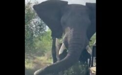 南アフリカで繁殖期のオスのゾウがトラックに突進、撮影された映像が強烈