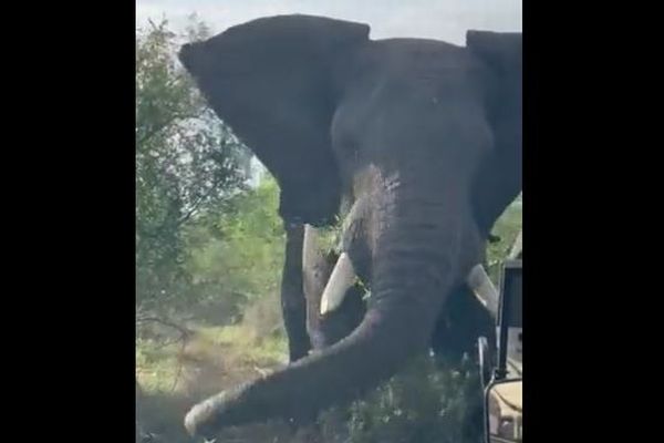 南アフリカで繁殖期のオスのゾウがトラックに突進、撮影された映像が強烈