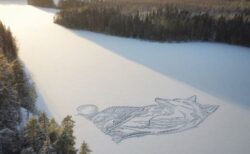湖の氷に毎年絵を描いているアーテイスト、今年は巨大なキツネを描く