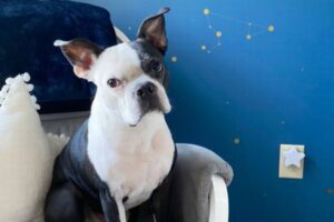 赤ちゃんの呼吸困難を見抜いたワンコ、飼い主に知らせ命を救う