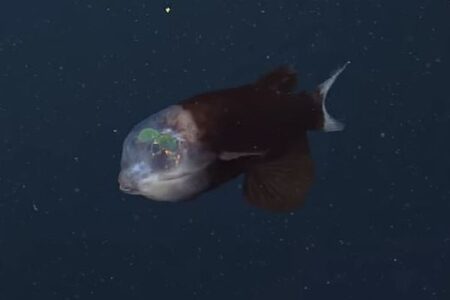 頭の内部が透けて見える深海魚「デメニギス」の撮影に成功