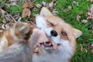 撫でられて笑うように鳴き声をあげる、キツネがかわいい