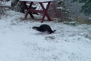 キツネにカワウソまで！雪ではしゃぐ動物たちの動画がかわいい