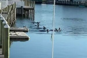 多くのシカが水の中にいるのを目撃！全て救助される【アメリカ】