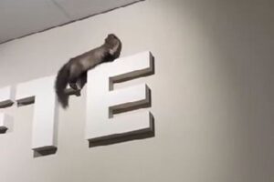 ドイツのスーパーに「テン」が出没、店内が大変な状態に