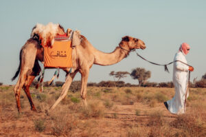 サウジアラビアでラクダのビューティーコンテスト、43頭が美容整形で失格に