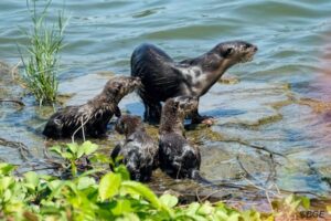 シンガポールで英男性がカワウソに襲われケガ、「死ぬかと思った」