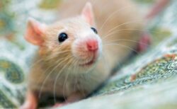 ゲノム編集技術を使い、オスだけ、またはメスだけのマウスを生み出すことに成功