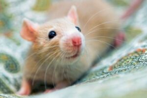 ゲノム編集技術を使い、オスだけ、またはメスだけのマウスを生み出すことに成功