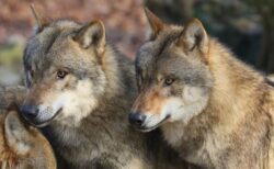 フランスの動物園で9頭のオオカミが檻から脱走、園内を逃げ回る