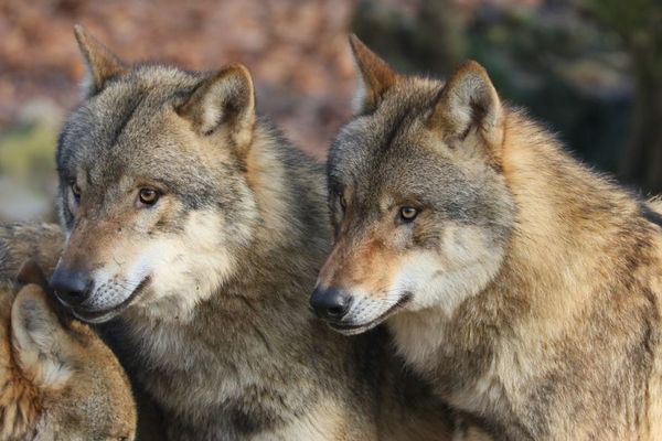 フランスの動物園で9頭のオオカミが檻から脱走、園内を逃げ回る