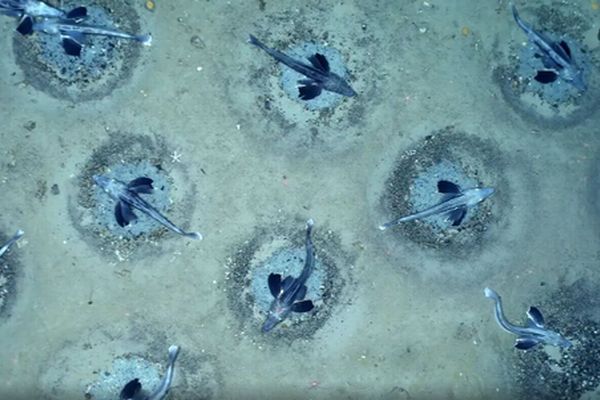南極に超巨大なコオリウオのコロニーを発見、6000万個の巣が海底に広がる