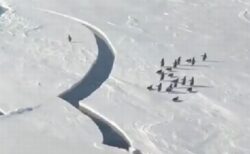 がんばれペンギン！氷が割れて仲間と引き離されそうになる動画が再注目