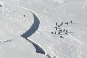 がんばれペンギン！氷が割れて仲間と引き離されそうになる動画が再注目