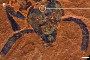 オーストラリアで保存状態の良い、虫や植物、魚など大量の化石を発見