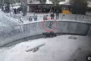 ウズベキスタンの動物園で恐怖の事件、母親が少女をクマの囲いに投げ入れる