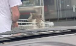 豪のスーパーに珍しいお客さん、コアラがカートに乗っていた！