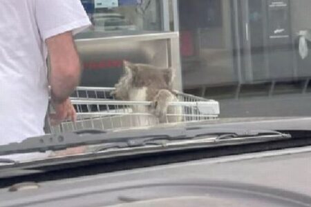 豪のスーパーに珍しいお客さん、コアラがカートに乗っていた！